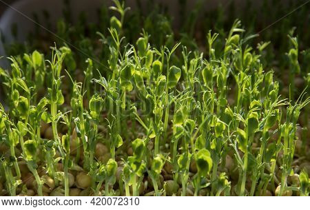 Germination Of Seeds In A Special Tray. Tray With Grid For Microgreening. Pea Seeds With Sprouts, Su