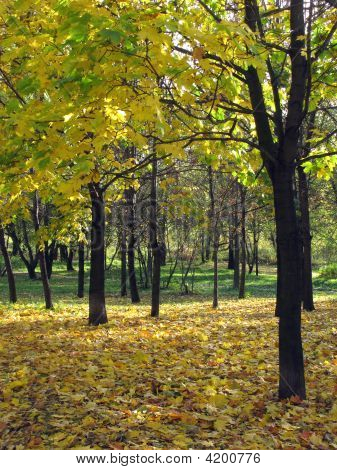 Maple Grove In autunno