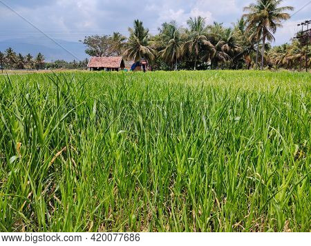Green Fields Surrounded With Houses And Coconut Trees,clouds