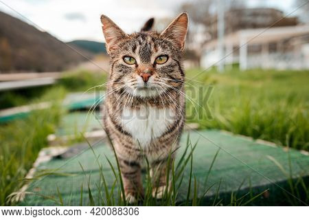 Protection Of Pets. Cat Face Close-up. A Striped Stray Cat Walks In The Park. World Cat Day Concept.