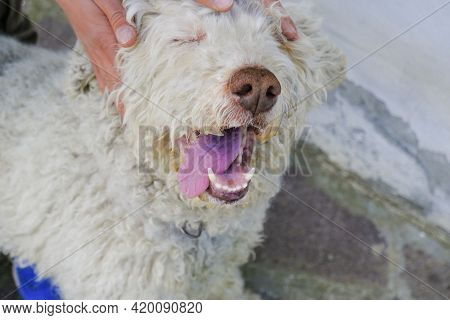Cute Gray Dog's Muzzle Close-up With Tongue Out Of The Mouth With Closed Eyes. Hands Cuddling Dog. L