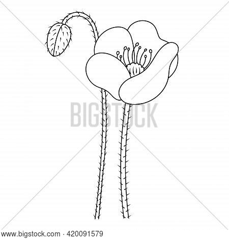 Poppy. Blooming Flower. Poppy Bud. Sketch. Vector Illustration. Coloring Book For Children. The Stem