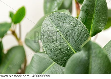 Ficus Elastica With Large Smooth Leaves. Rubber Ficus. Houseplants. High Quality Photo
