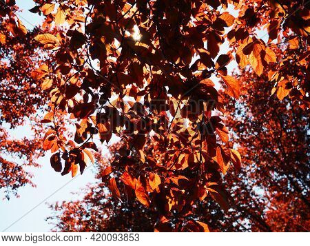 Red-leaved Tree With A Lush Crown. Counterlight From The Sun. Autumn Leaves. Red-leaved Plum As An O