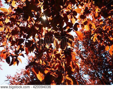 Red-leaved Tree With A Lush Crown. Counterlight From The Sun. Autumn Leaves. Red-leaved Plum As An O