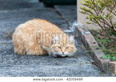 Cat ostražitě zázvor kočka na chodníku