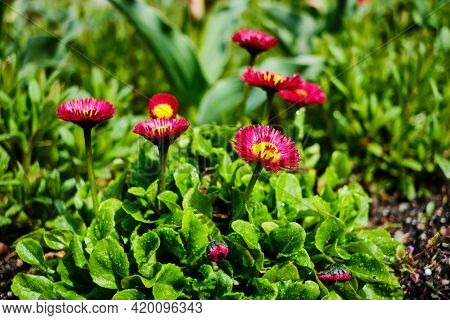 Beautiful Blooming Bellis Perennis Daisy Flower In Spring Close Up Detail
