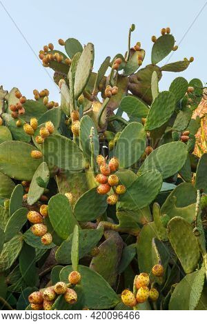 Opuntia Indian Or Opuntia Is A Plant Of The Cactus Family, Often Cultivated For The Sake Of Edible F