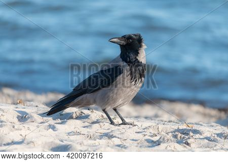 Hooded Crow, Corvus Cornix Is A Eurasian Bird Species In The Genus Corvus