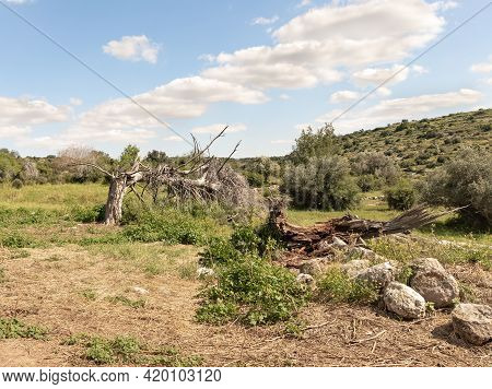 The Large Fallen Dry Tree Near The Excavations Of The Ancient Burial Caves Of The Sidonian Near The 