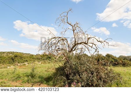 A Large Dry Tree Is Near The Excavations Of The Ancient Burial Caves Of The Sidonian Near The Maresh