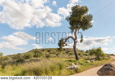 A Large Semi-dry Pine Tree Is Near The Excavations Of The Ancient Burial Caves Of The Sidonian Near 