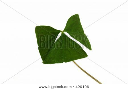 좋은 토끼풀