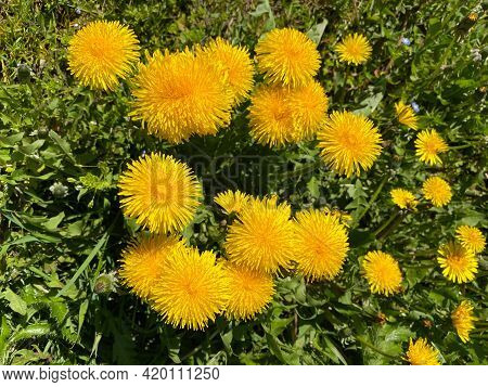 Background Of Dandelions Of The Family Taraxacum Officinale Close-up. A Field Dotted With Dandelions