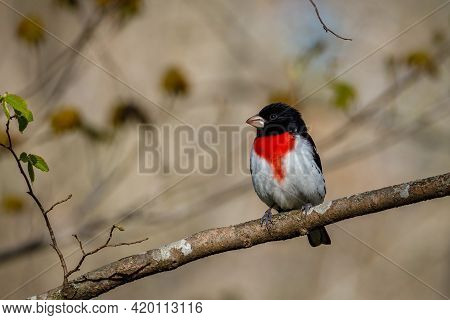 Rose-breasted Grosbeak (pheucticus Ludovicianus) Also Known As A Cut-throat Perched On A Tree Branch