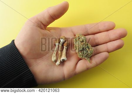 Micro-dosing Concept. Dried Psilocybe Mushroom And Cannabis Bud In Man's Hand On Yellow Background. 
