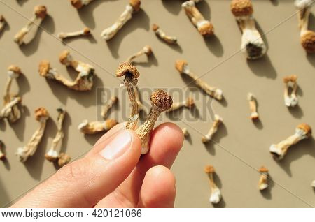 Pattern Of Psilocybin Mushrooms On Brown Background. Psychedelic Magic Golden Teacher Mushrooms. Mic