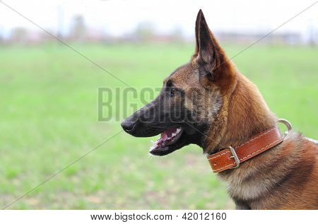 Belgický ovčák Malinois