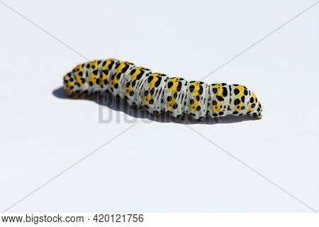 The Bead Of Mullein Moth (shargacucullia Verbasci), A Moth