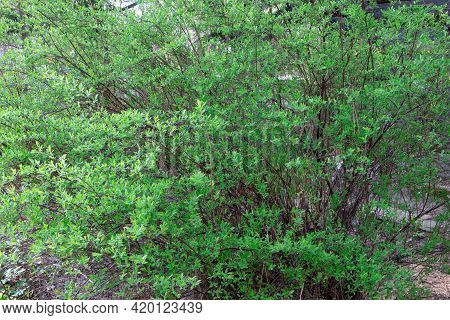 Bush Of Spirea. Spiraea Japonica Genpei In Spring Time.
