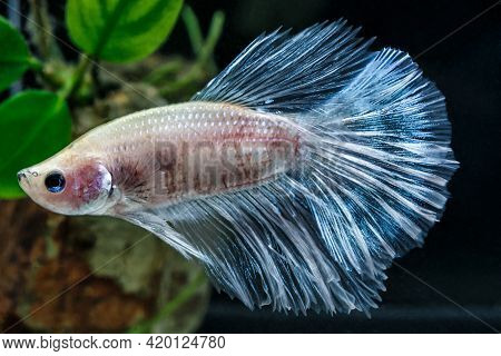 Rhythmic Of Betta Fish, Siamese Fighting Fish, Betta Splendens Pla-kad Thai, Popular Aquarium Fish.o