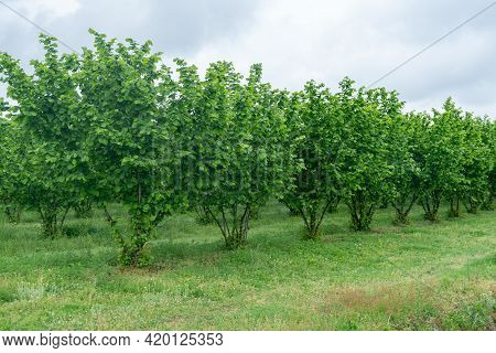 Rows Of Hazelnut Plantation In Samegrelo Region. Georgia.