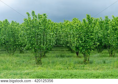 Rows Of Hazelnut Plantation In Samegrelo Region. Georgia.
