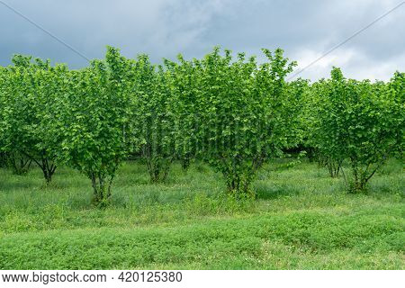Rows Of Hazelnut Plantation In Samegrelo Region. Georgia.