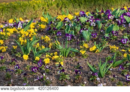 Flowerbed With Colorful Flowers. Multicolored Pansy Flowers.