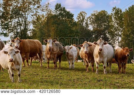 Cows On The Pasture In Rural Area