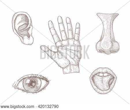 Five Human Senses Hand Drawn Vector Illustration Set: Taste, Smell, Sight, Listening, Touch. Engrave