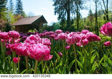 Garden Peony-flowered Tulip Pink Size, Beautiful Rose-pink Petals. Spring Blooming In Mozirskiji Gaj