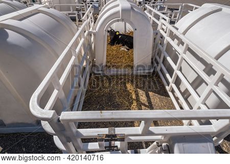 White Plastic Calfhutch On Straw. Little Calf Standing In Cage In Livestock Barn On Daity Farm. Catt