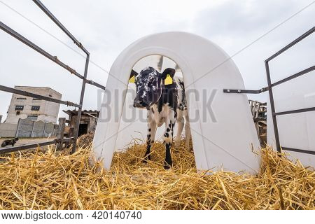 White Plastic Calfhutch On Straw. Little Calf Standing In Cage In Livestock Barn On Daity Farm. Catt