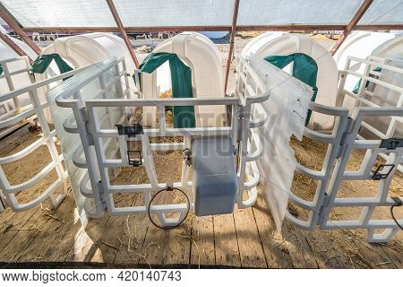 White Plastic Calfhutch On Straw. Little Calf Standing In Cage In Livestock Barn On Daity Farm. Catt