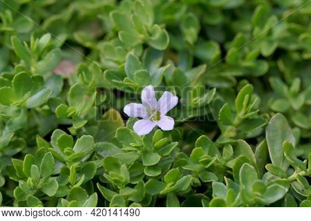 Flower Of A Brahmi Plant, Bacopa Monnieri, Amedical Herb From Asia.