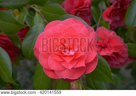 Incredible Beautiful Red Camellia - Camellia Japonica, Known As Common Camellia Or Japanese Camellia