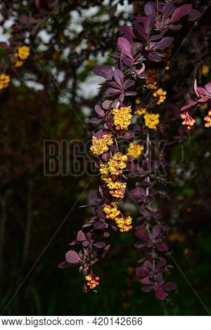 Berberis , Japanese Barberry Ornamental Flowering Shrub, Beautiful Small Yellow Petal Flowers In Blo