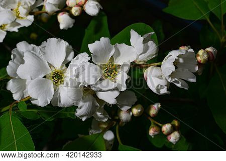 Beautiful Bunch Of Flowers Of Shrub Pearl Bush Exochorda