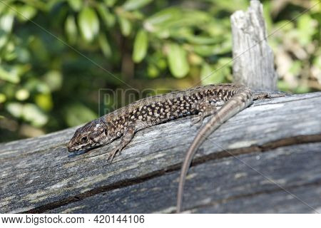 Catalan Wall Lizard, Podarcis Liolepis