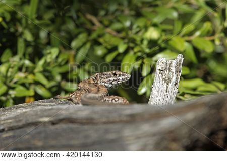 Catalan Wall Lizard, Podarcis Liolepis