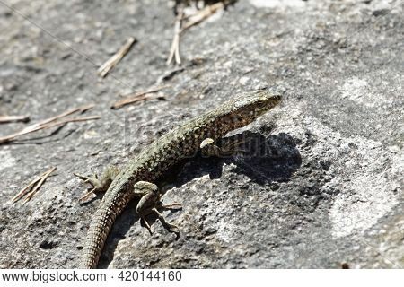 Catalan Wall Lizard, Podarcis Liolepis