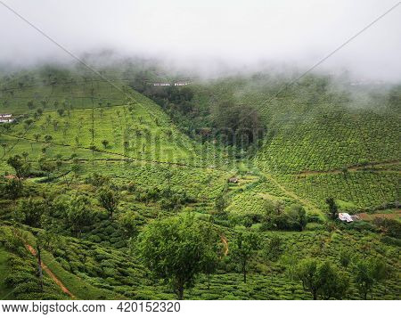 Beautiful Tea Estates In Kinnakorai Mountain Valley