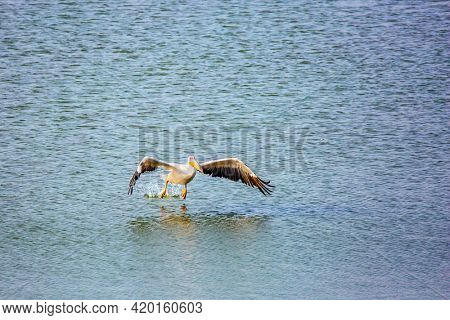 Free flight over the lake. Thousands of pelicans stop in Israel on their way from Europe to Africa.  The season of migratory birds. 