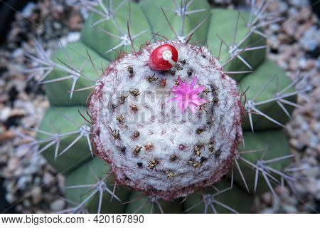 Top View Of Melocactus Flower And Seed Socket On Cephalium