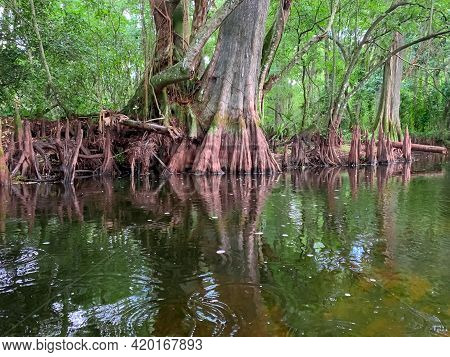 Cypress Swamp River In Florida