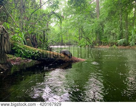 Cypress Swamp River In Florida