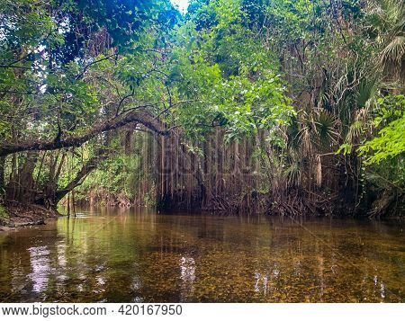 Cypress Swamp River In Florida