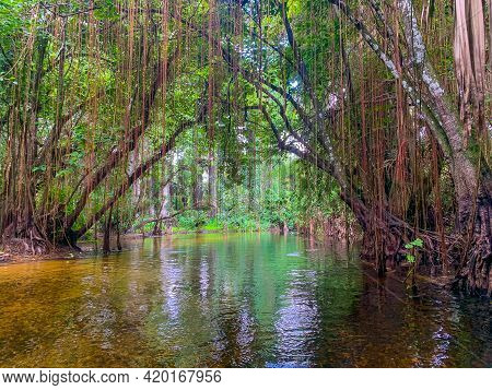 Cypress Swamp River In Florida