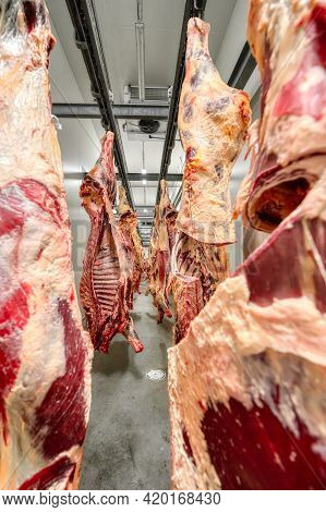 Chopped Beef Carcasses. Overhead Conveyor For Cow Carcasses, Meat Production.